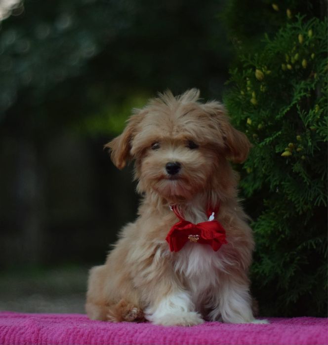 Продаж цуценят мальтіпу. Гарна ціна та висока якість.