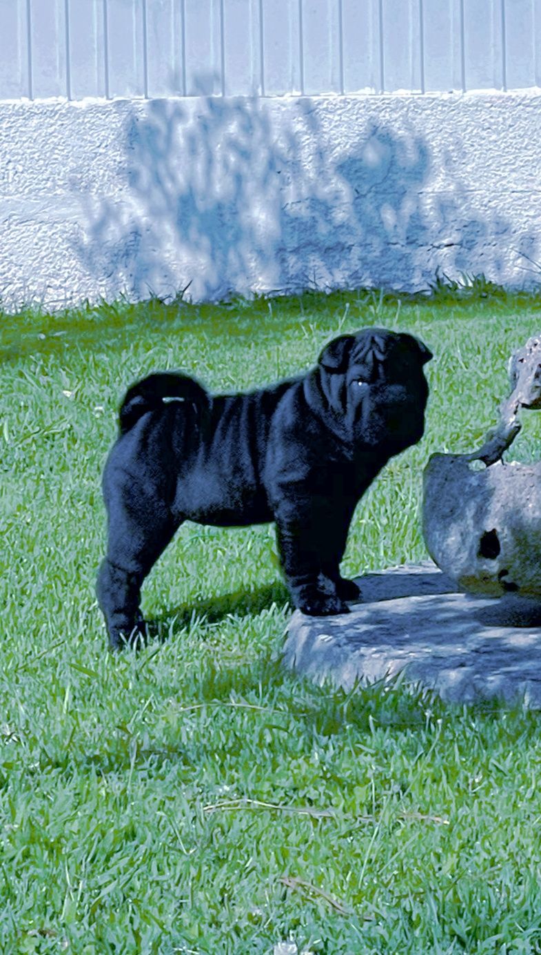 Shar pei... Bebes sharpei