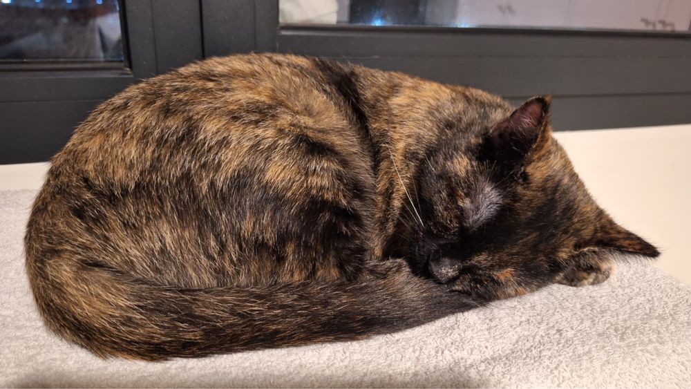 Gatinha Pixie 10 meses adopcao