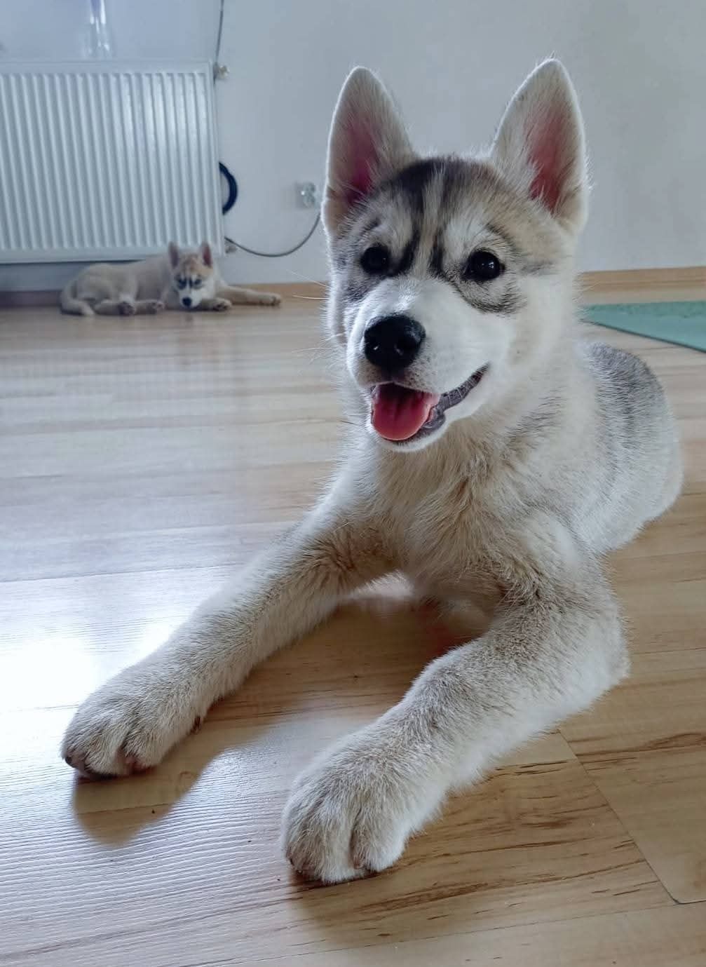 Śliczna Sunia Siberian Husky zkwp fci po champion