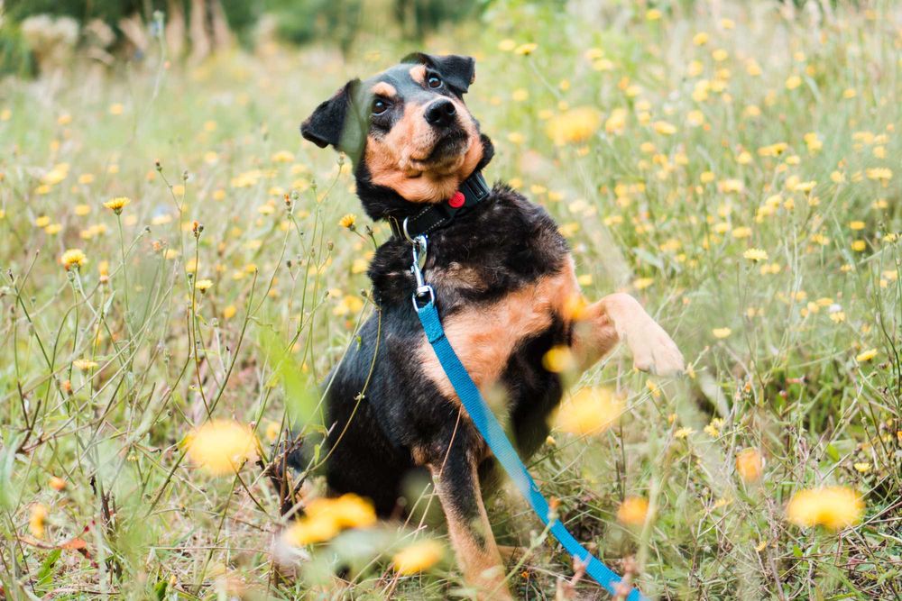 7 letni Diner do adopcji!