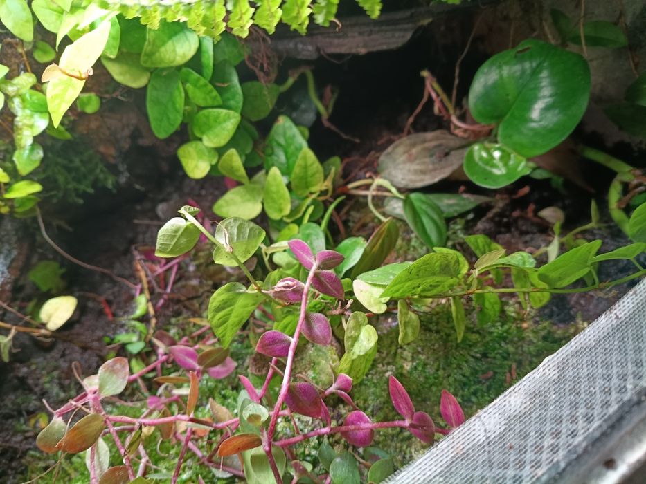 Komplet roślin  do terrarium