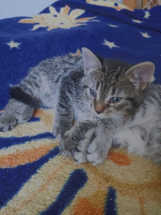 Kotki szukają domu.