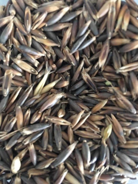 sprzedam owies czarny