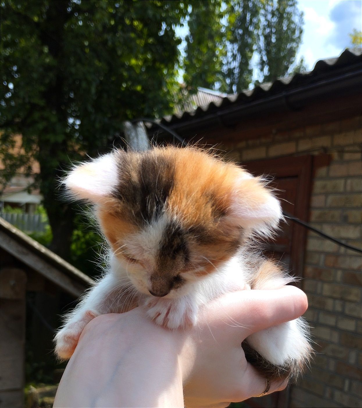 Віддам двох трьохкольорових кошенят (дівчатка) в добрі руки
