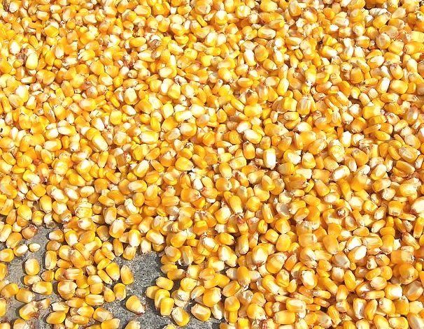 Продам кукурудзу врожаю 2025 року