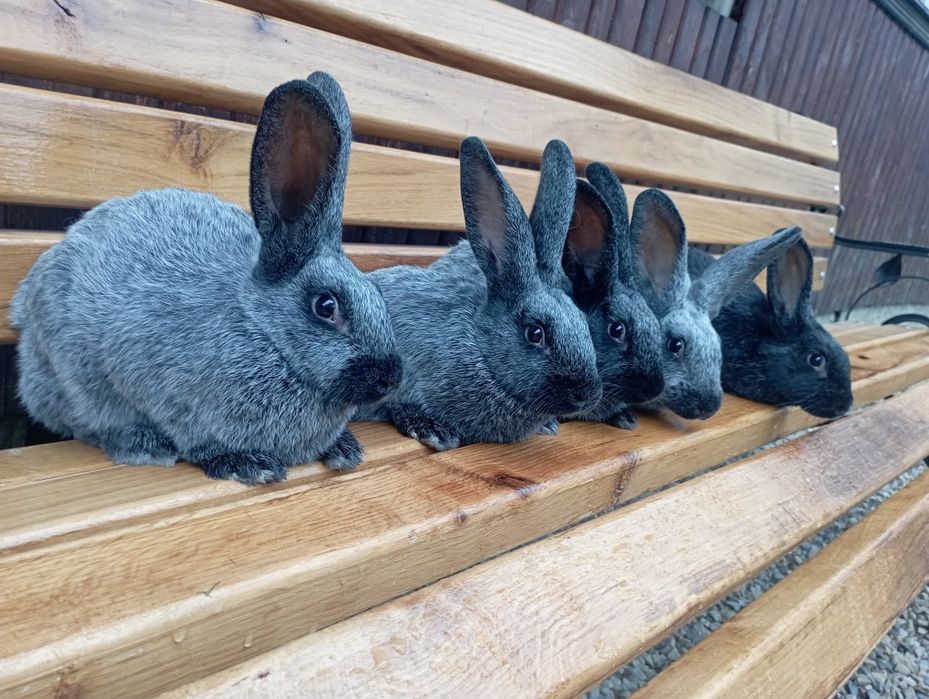 Кролики Полтавське Срібло!