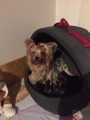 Yorkshire terrier  York gotowy do odbioru 8tyg