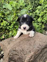 Suczka Border Collie czarno-biała