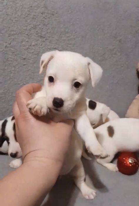 Неймовірні красуні, дівчатка Джек Рассел