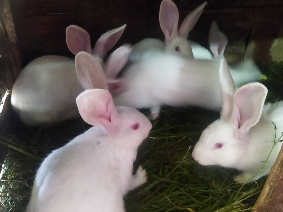 Продаються кролі породи Термонська Біла!