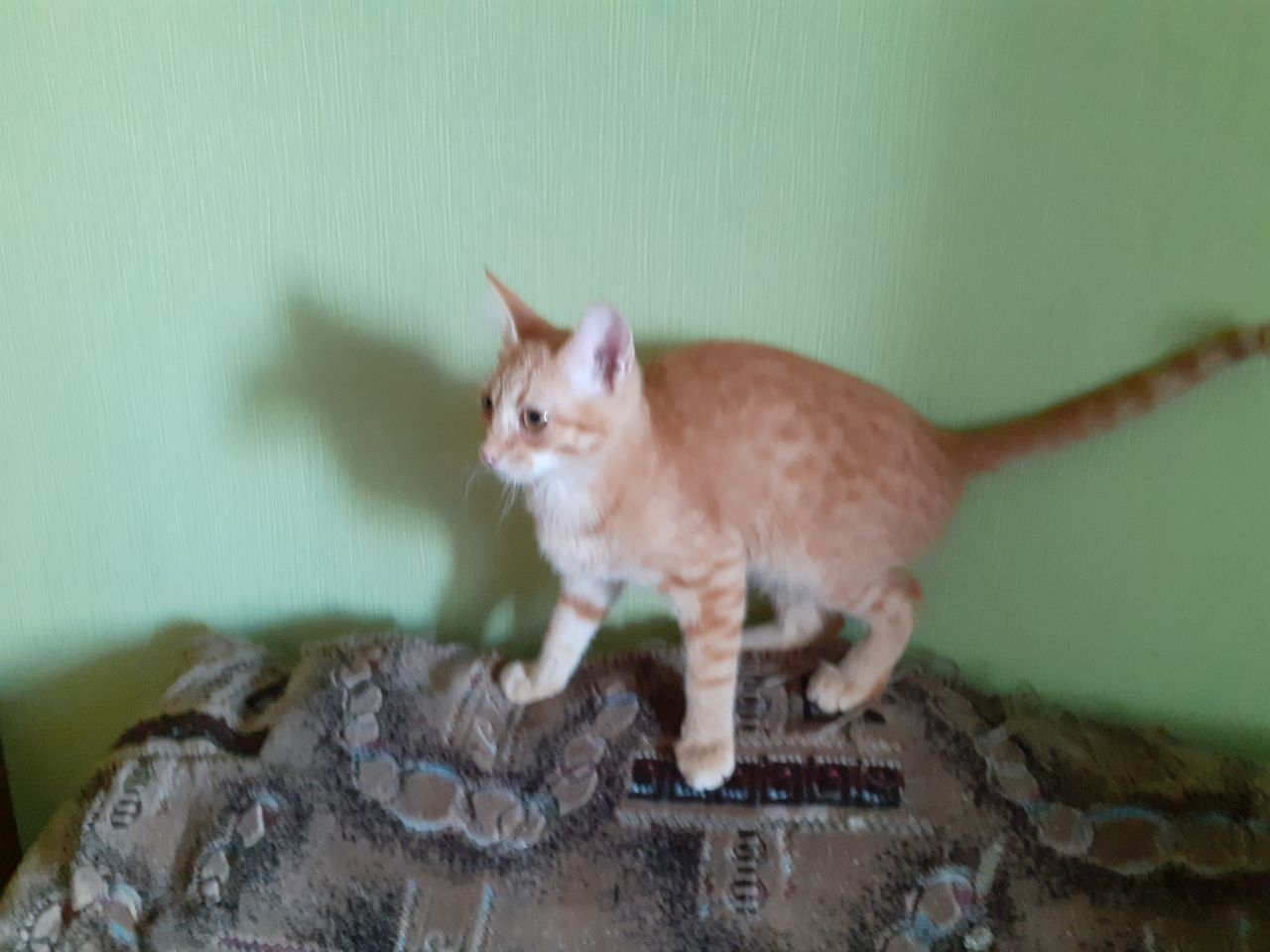 Котята кошенята коты кошки генераторы счастья ждут кого осчастливить!