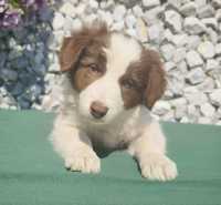 Border collie piesek czekoladowo biały do odbioru