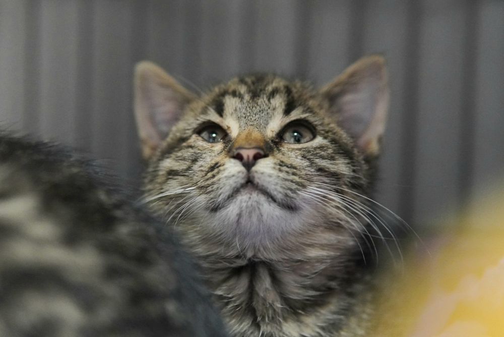 Cudowne kotki do pokochania, kot, kotek, kociak