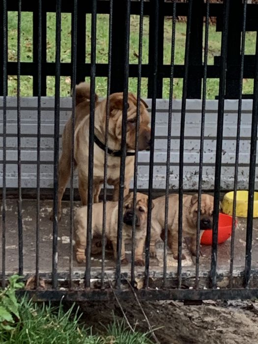 Собачка Шарпей шукає свого господаря