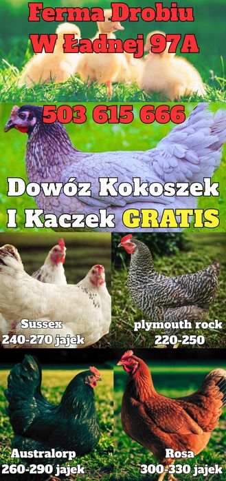 Ferma Drobiu W Ładnej 97A - Dowóz Kokoszek i Kaczek Dowózka GRATIS