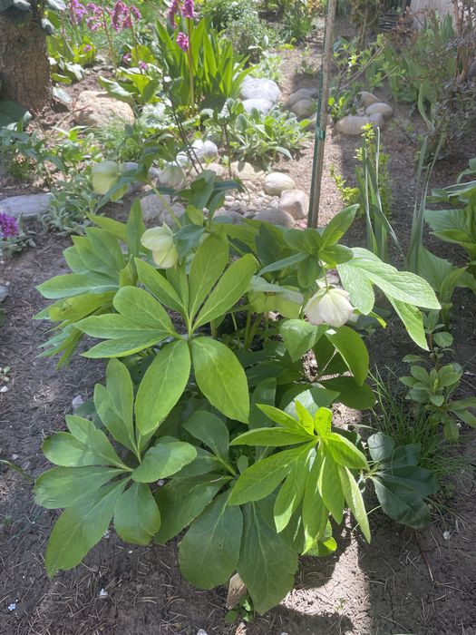 морозник кавказский