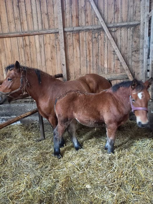 Konie Klacze Zimnokrwiste