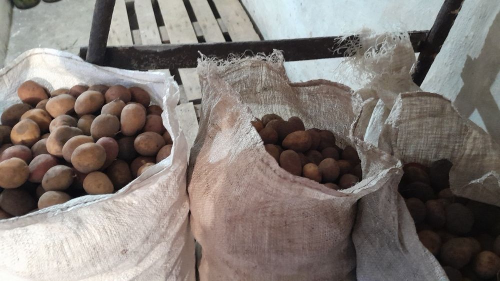 Продам дрібну картоплю