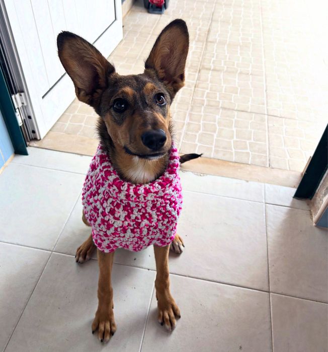 Filhote para adoção