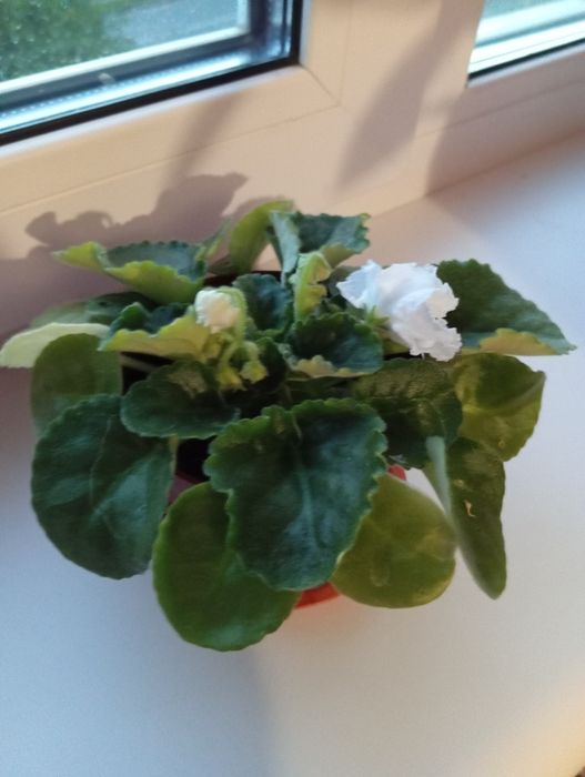 Квітка фіалка біла.