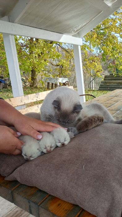 Котята Шотландські весловухі