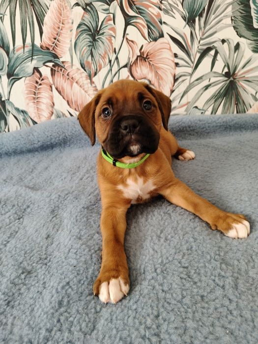 Bokser szczenię - piesek