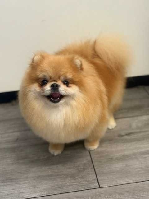 Sprzedam śliczna dziewczynkę ZKwP FCI