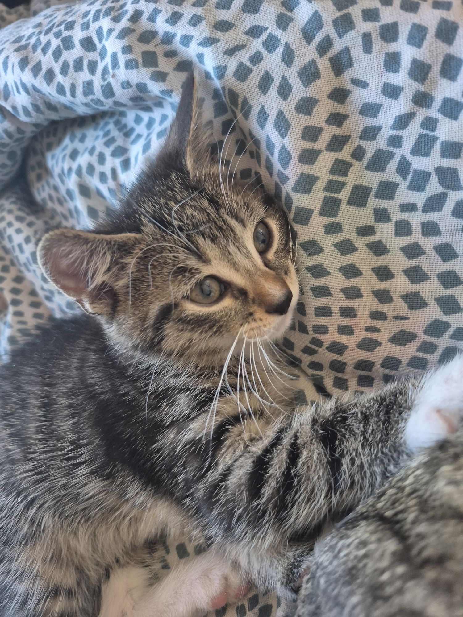 Koty do adopcji. Do oddania koty