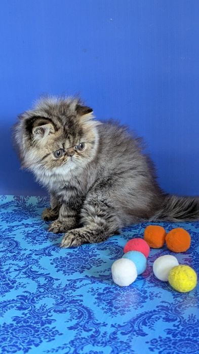 Персидська красуня  для розведення