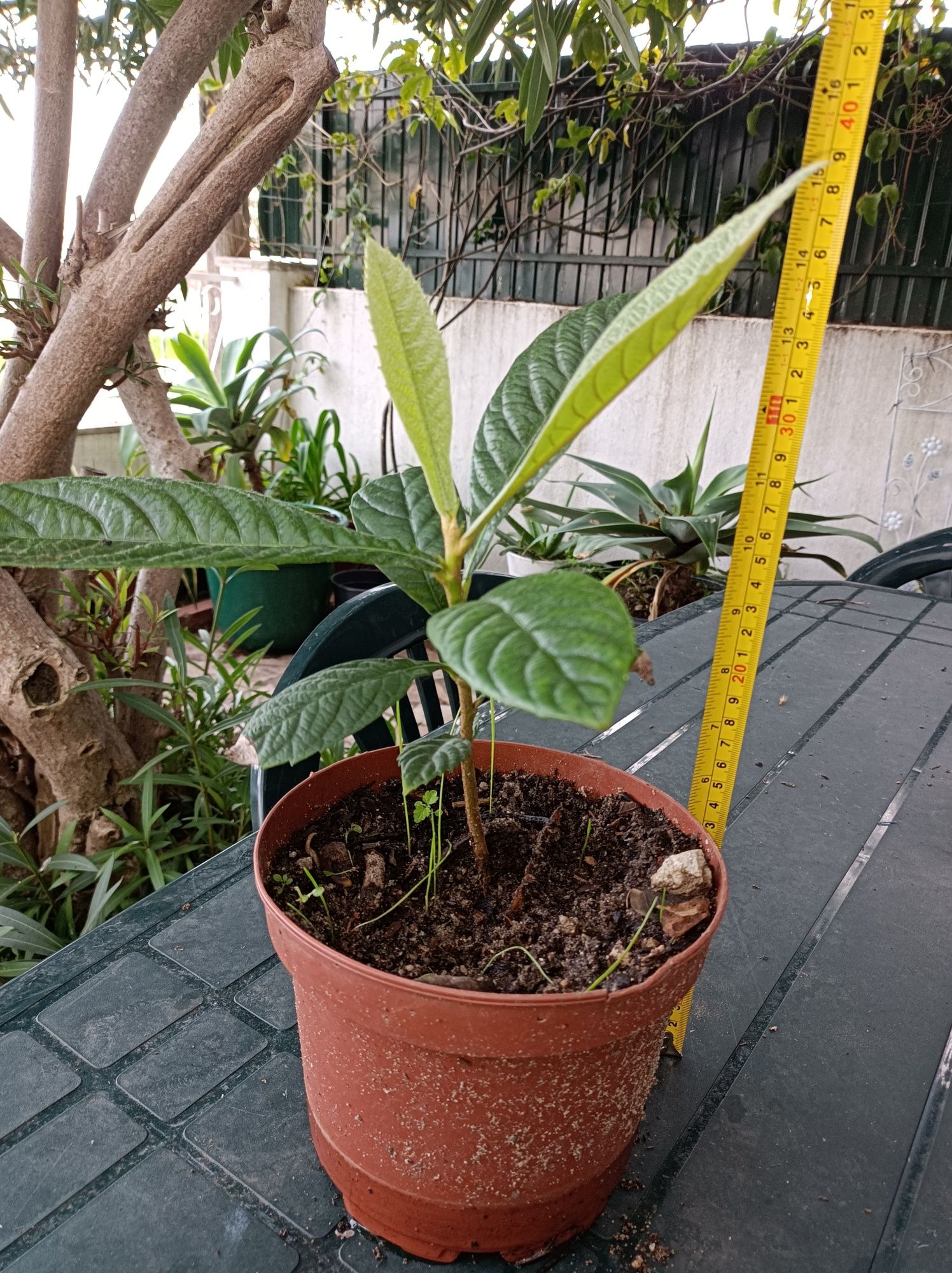 Nespereiras * Árvores jovens * 40 cm de altura