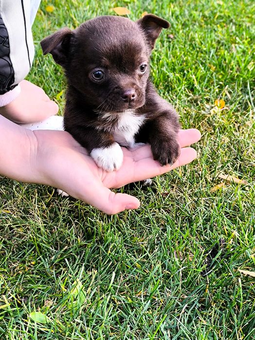 Chihuahua piesek (chłopczyk) krótkowłosy