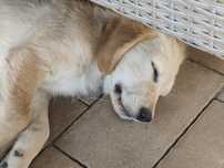 Golden retriever piesek