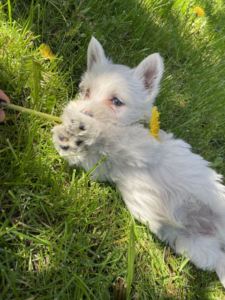 Suczka West Highland White Terrier