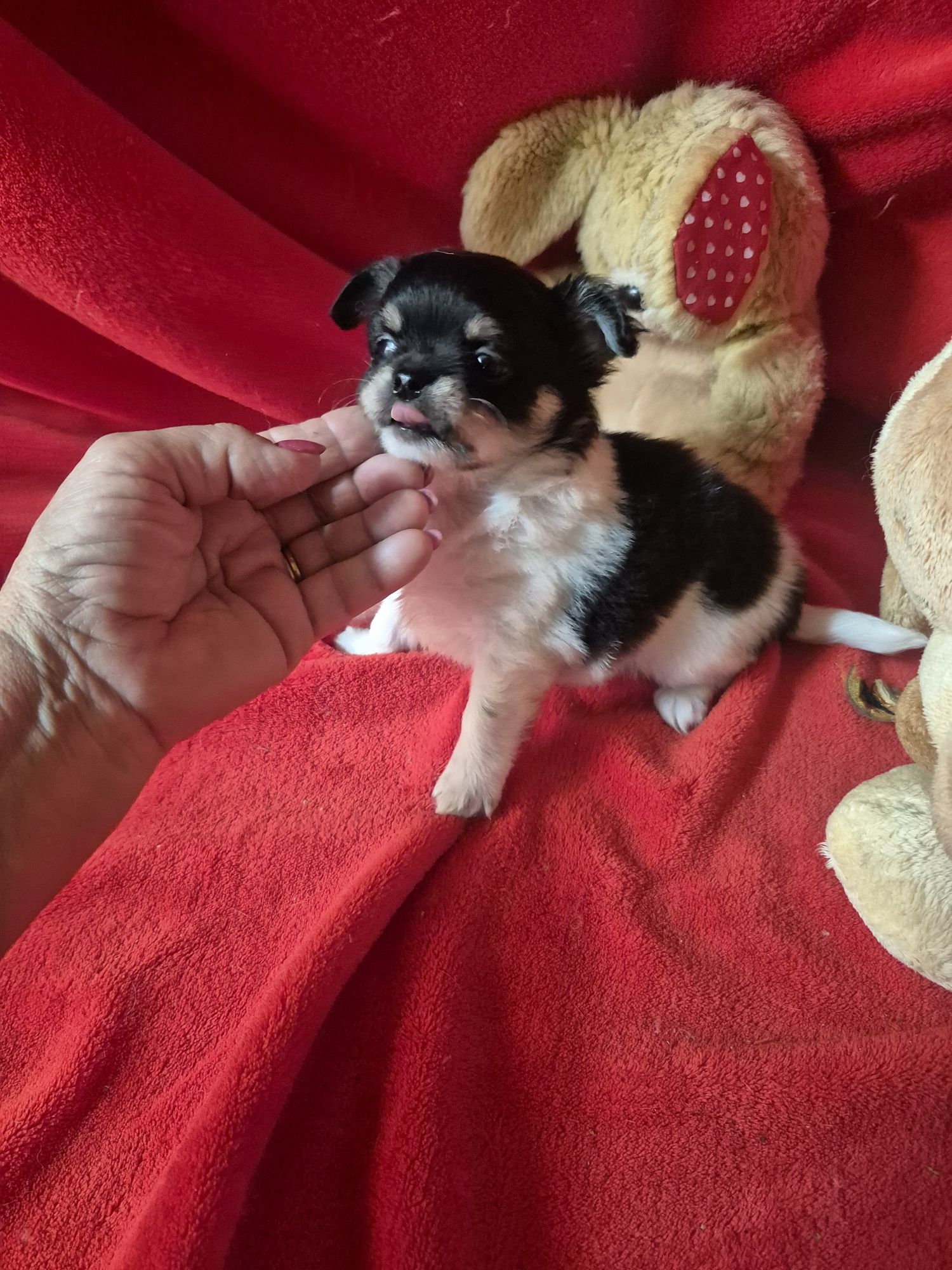Chihuahua Macho Mini Com Lop pêlo comprido Criadora Registada PT 3088