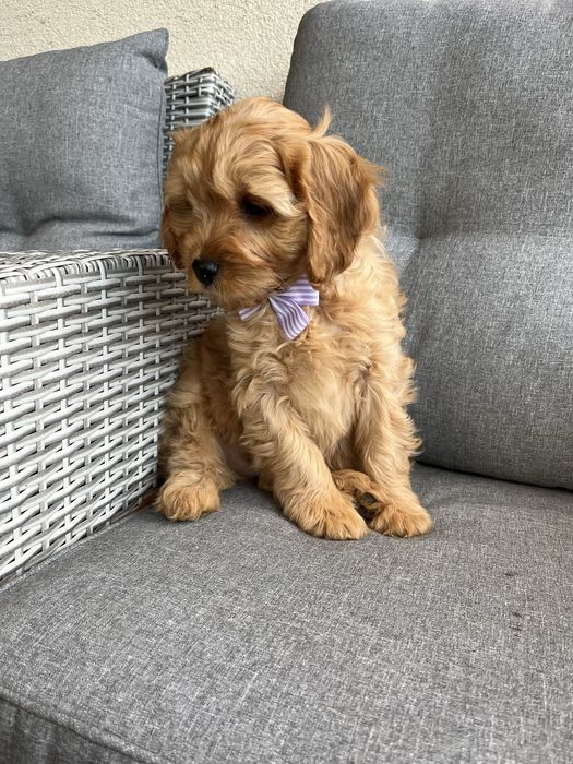 Piękny piesek cavapoo gotowy do odbioru
