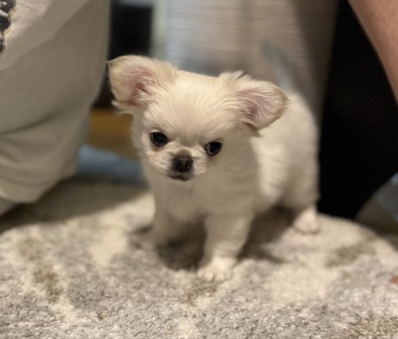 Chihuahua piesek ZKwP