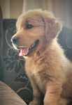 Złoty golden retriever - pies już do odbioru