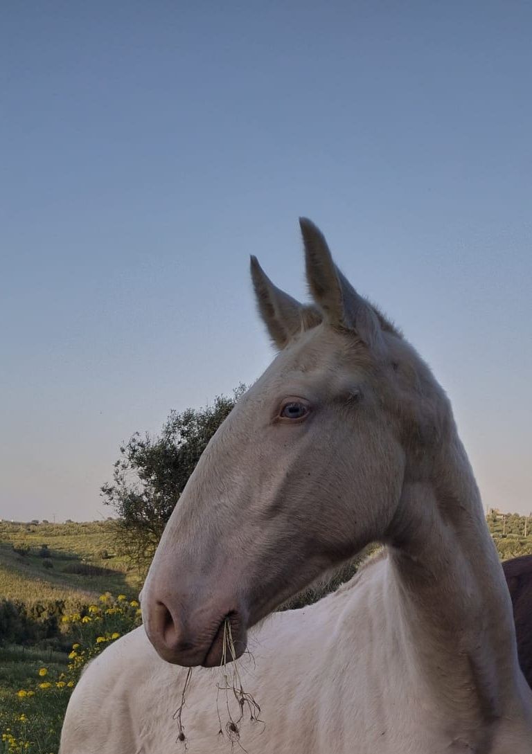 Vendo cavalos Lusitanos, éguas, poldros, poldras (Ler descrição)