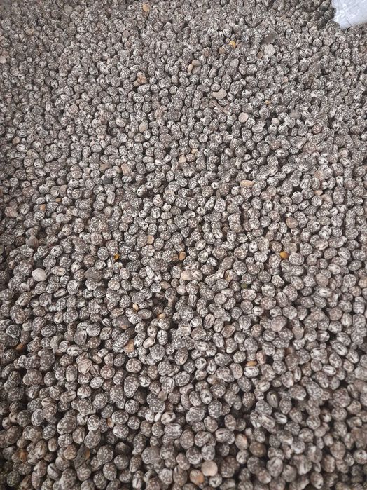 Sprzedam łubin gorzki wąskolistny