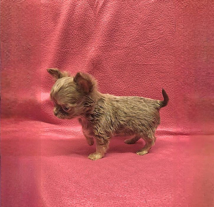 ТОП. Эксклюзив! Мини  Чихуахуа Девочка Тип Кобби Пушистая!