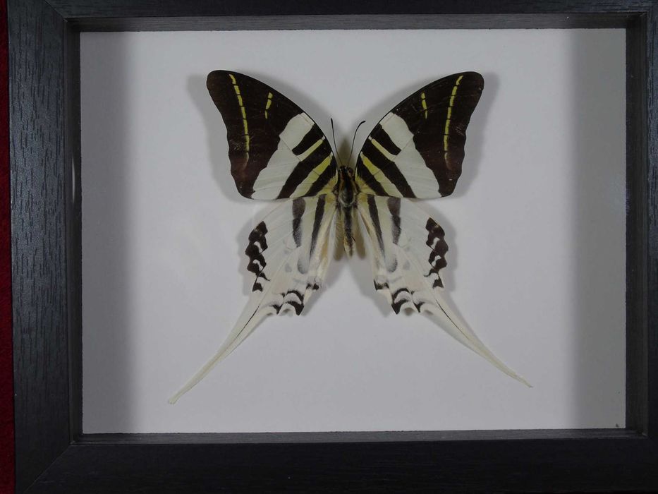 Motyl w ramce 22x17cm . Graphium androcles .