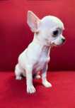 Piesek Chihuahua z rodowodem