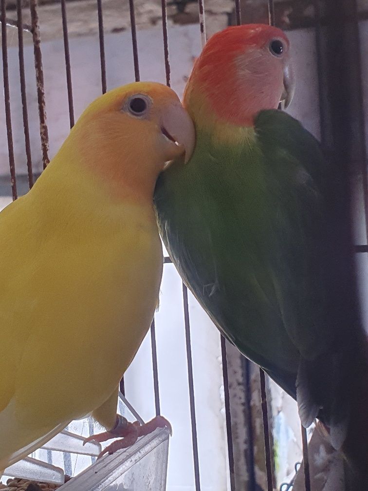 Casal Agapornis roseicolis reprodutor preço casal de 2021