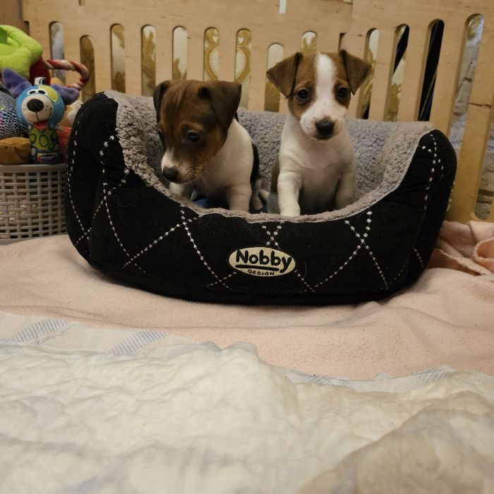 Дівчинка і хлопчик джек рассел терера готові до переїзду