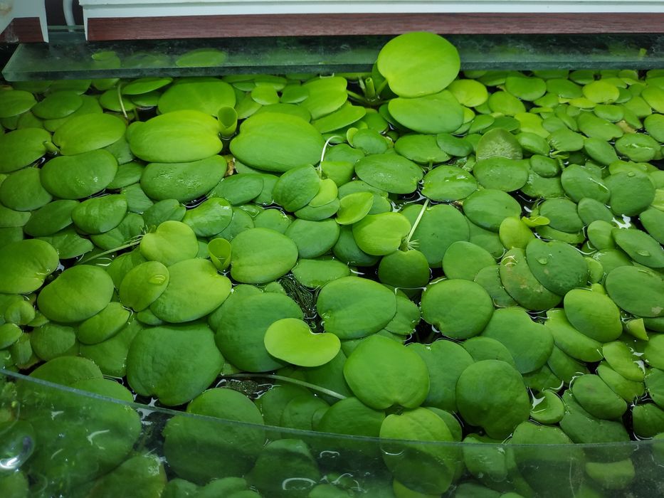 Рослини Акваріумні - Лімнобіум, Валіснерія, Мох , Роголисник