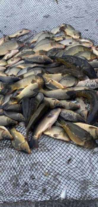 Продам живу рибу оптом мальок