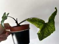 Syngonium Albo variegata