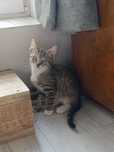 Cudowny mały Jones poleca się do adopcji