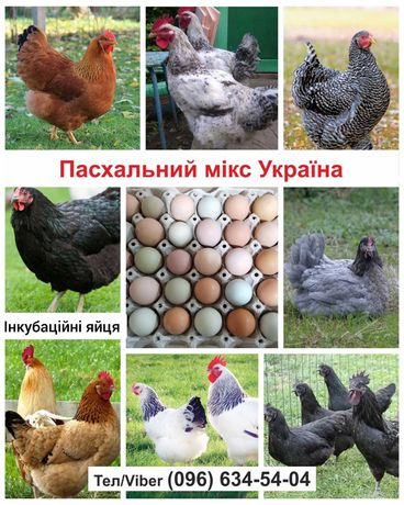 Українські кури - інкубаційні яйця.
